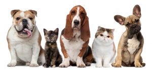 cbd for pets,buy pet cbd,buy cbd oil for pets, best cbd for cats, best cbd for dogs, cbd products for pet
